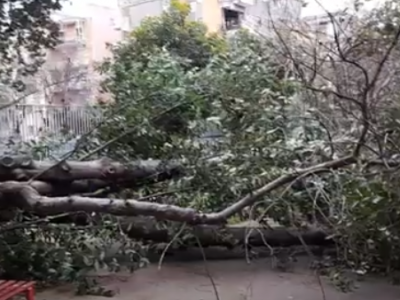 Video. Caserta. Vento forte. Caduto un grosso albero in via Gemito